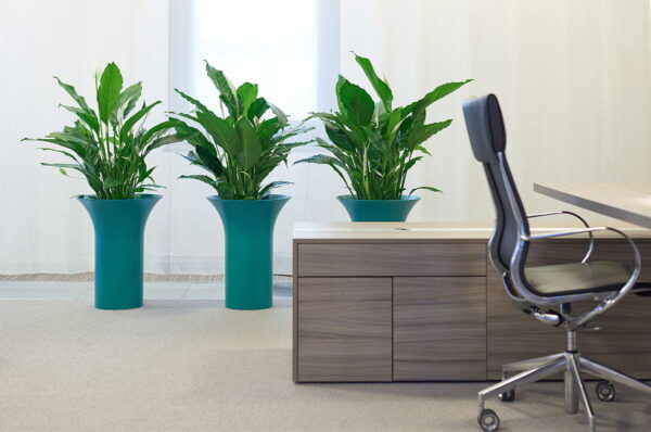 Chapeau Planter With Peace Lily Plants