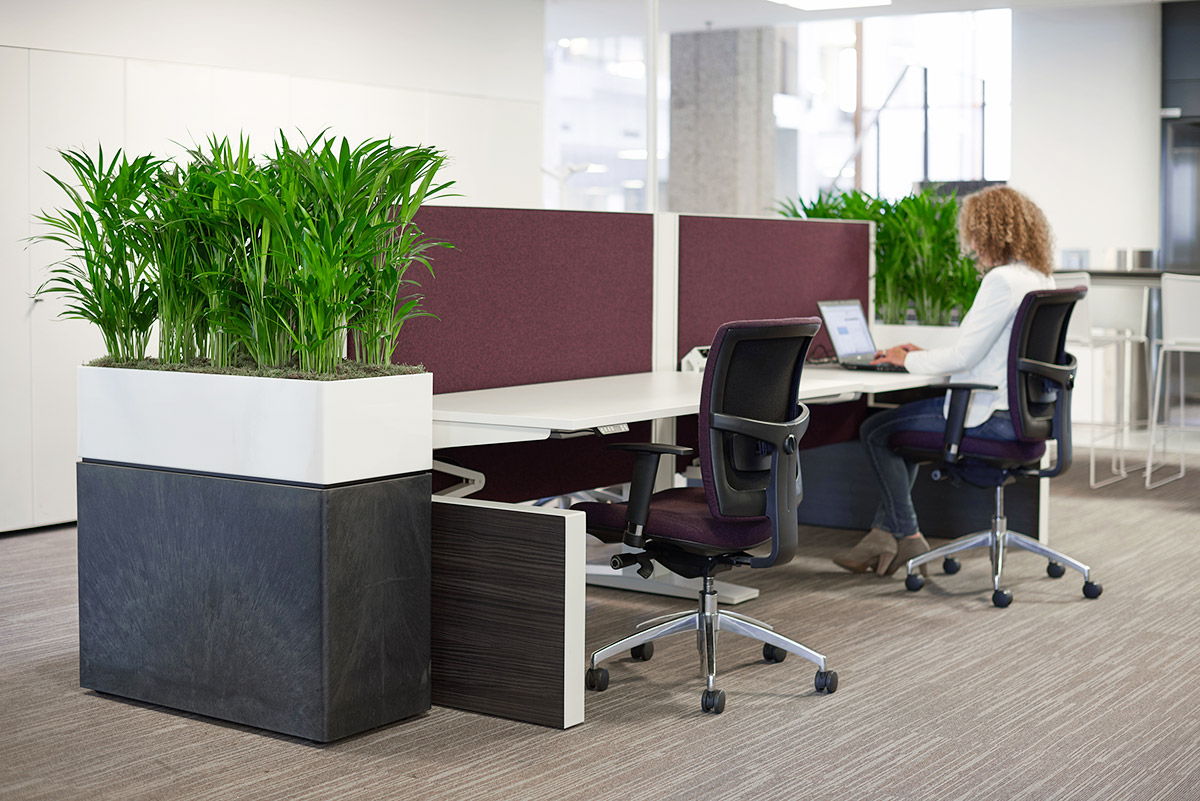 Prestige Desk Trough Planter With Kentia Palms Plants