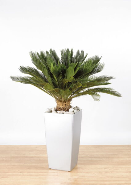 Cycas Revoluta
