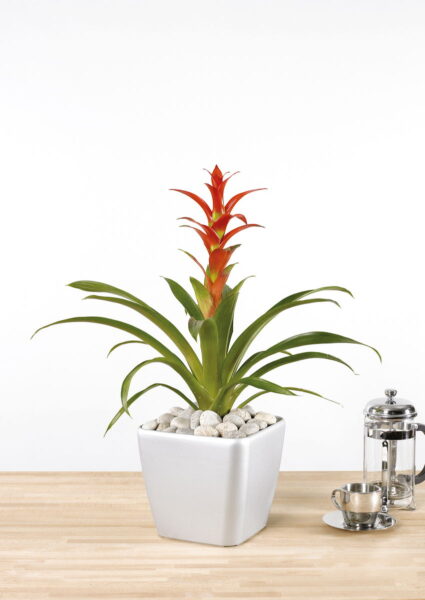 Guzmania Rana