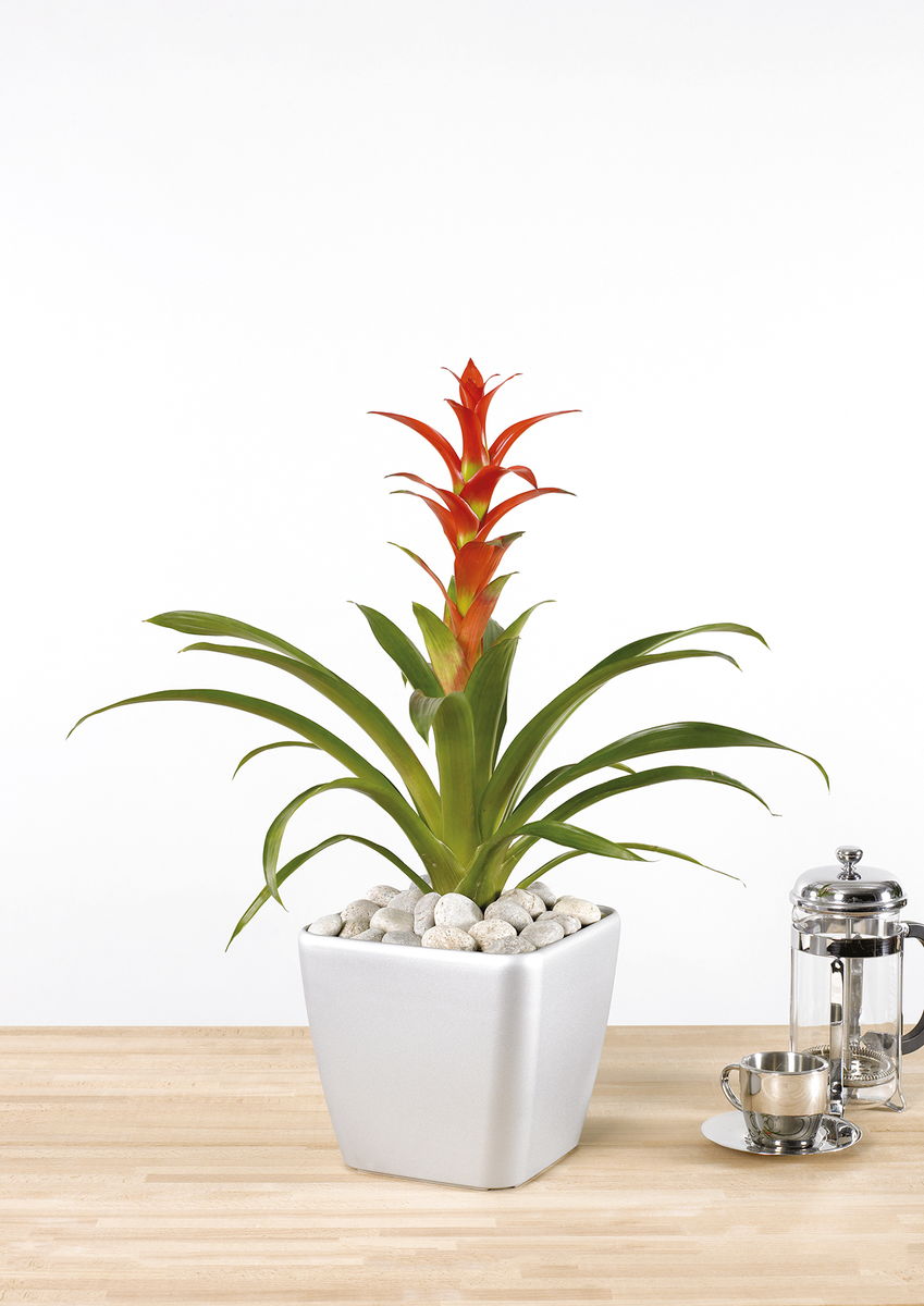 Guzmania Rana