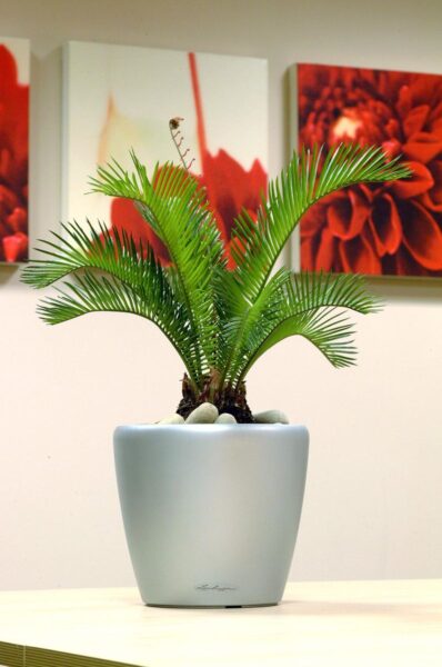 Cycas Palm Cr21 Silver