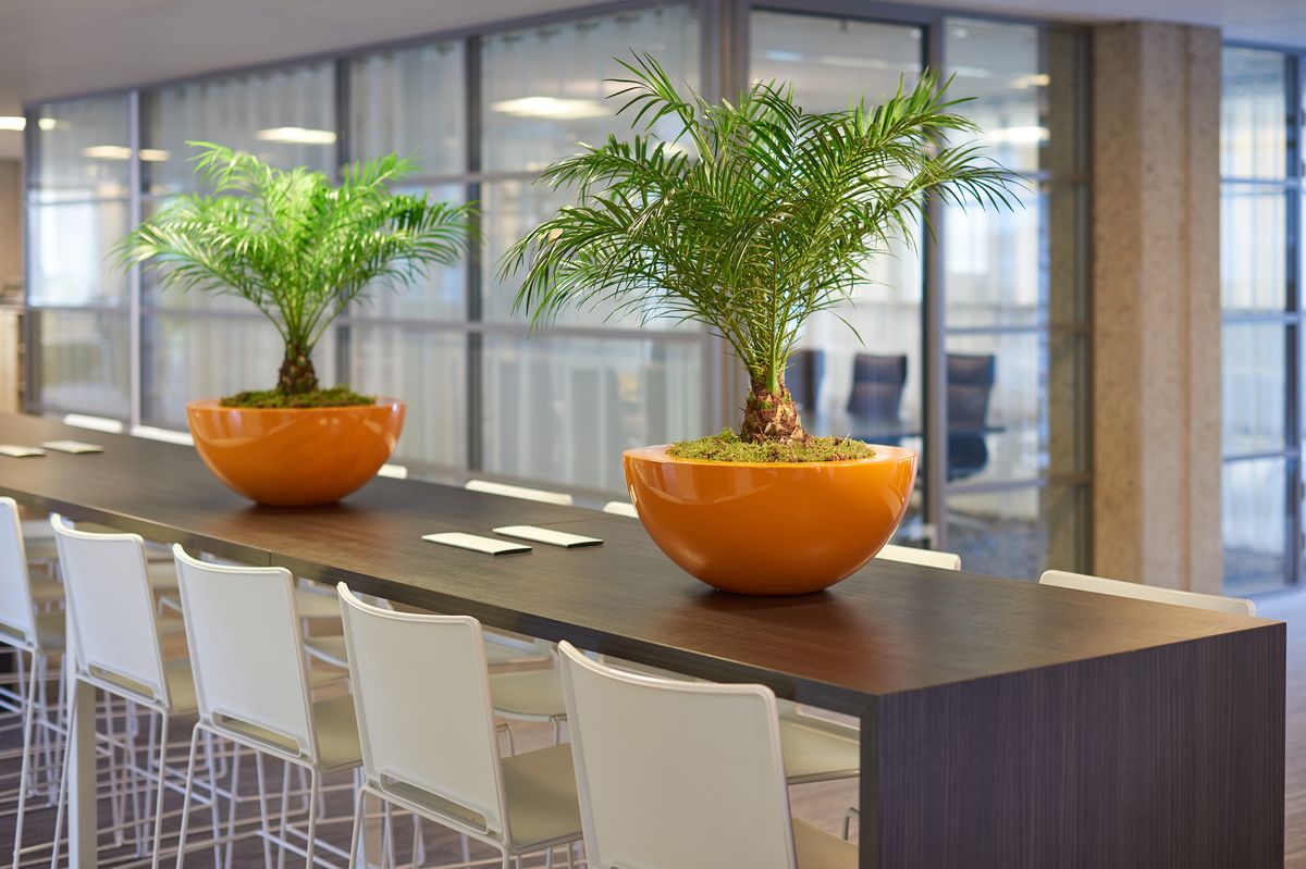 Cascara Planter With Phoenix Roebelenii Plants