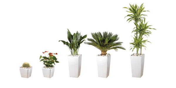 Office Plants