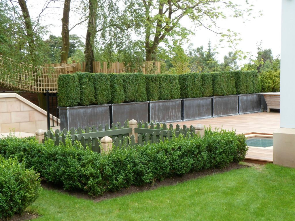 Buxus Hedging 2 1024x768