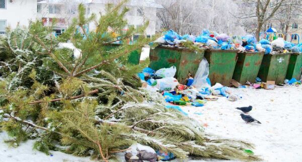 Discarded Christmas Tree