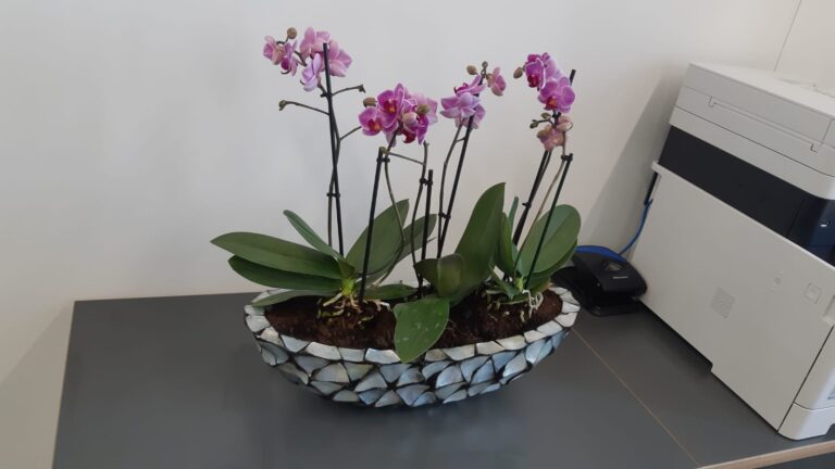 Office Plants London 2