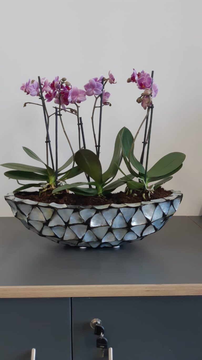 Office Plants London 3