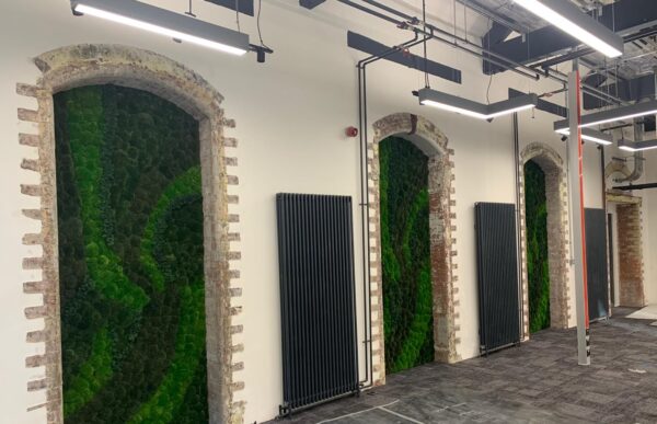 Lancaster Mill Live Plants 6