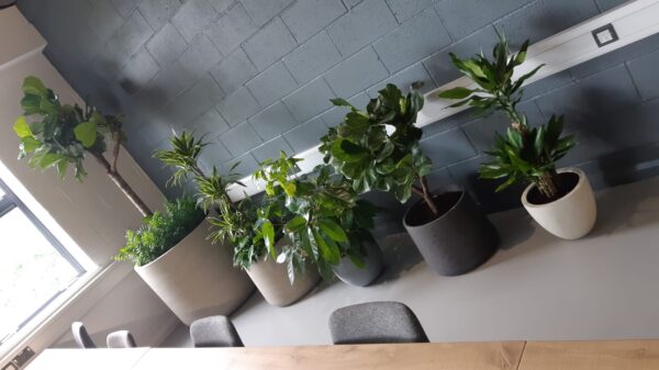 Office Plants Solihull (1)