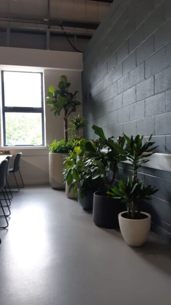 Office Plants Solihull (2)