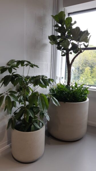 Office Plants Solihull (4)