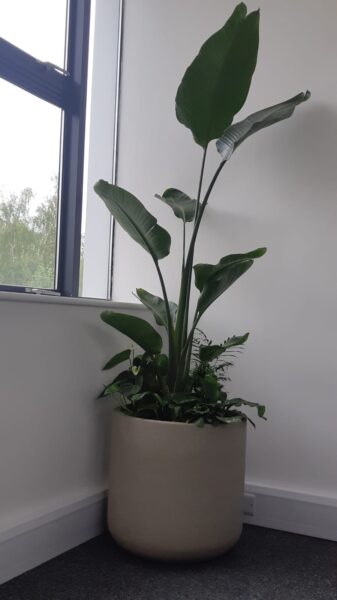 Office Plants Solihull (5)