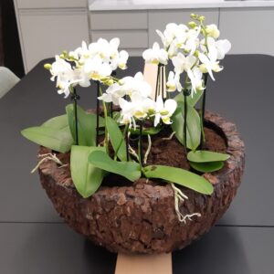 Office Plants Install Manchester (2)