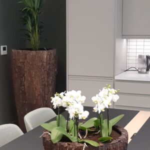 Office Plants Install Manchester (6)