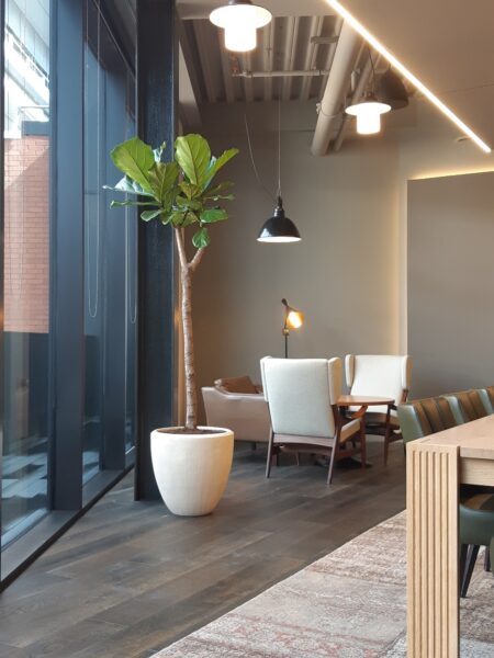 Office Plant Installations April (10)