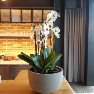 Office Plant Installations in April 11 Office Plant Installations in April Office Plant Installations April (11)