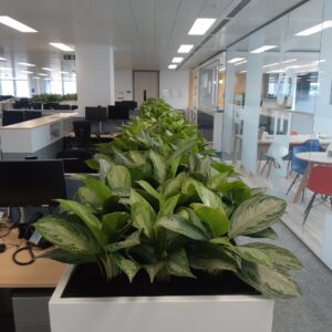 Office Plant Installations in April 4 Office Plant Installations in April Office Plant Installations April (4)