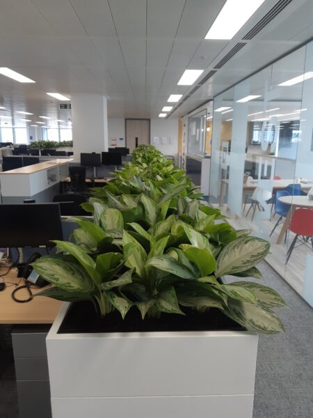 Office Plant Installations April (4)