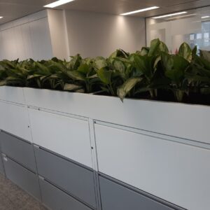 Office Plant Installations in April 5 Office Plant Installations in April Office Plant Installations April (5)