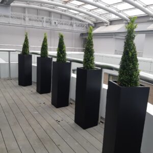 Office Plant Installations in April 6 Office Plant Installations in April Office Plant Installations April (6)