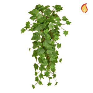 Ivy Trailing Green Image