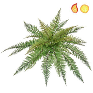 Plants Base Fern Leather Image