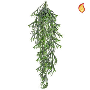 Staghorn Hanging Image