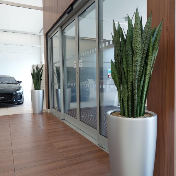 Peat Free Plants