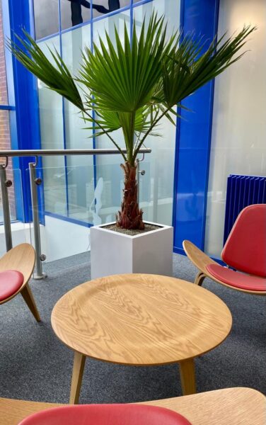 Washingtonia Palm In Cube Planter