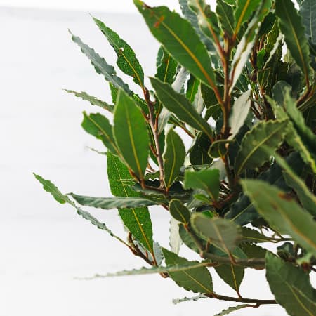 Baytreecloseup 1