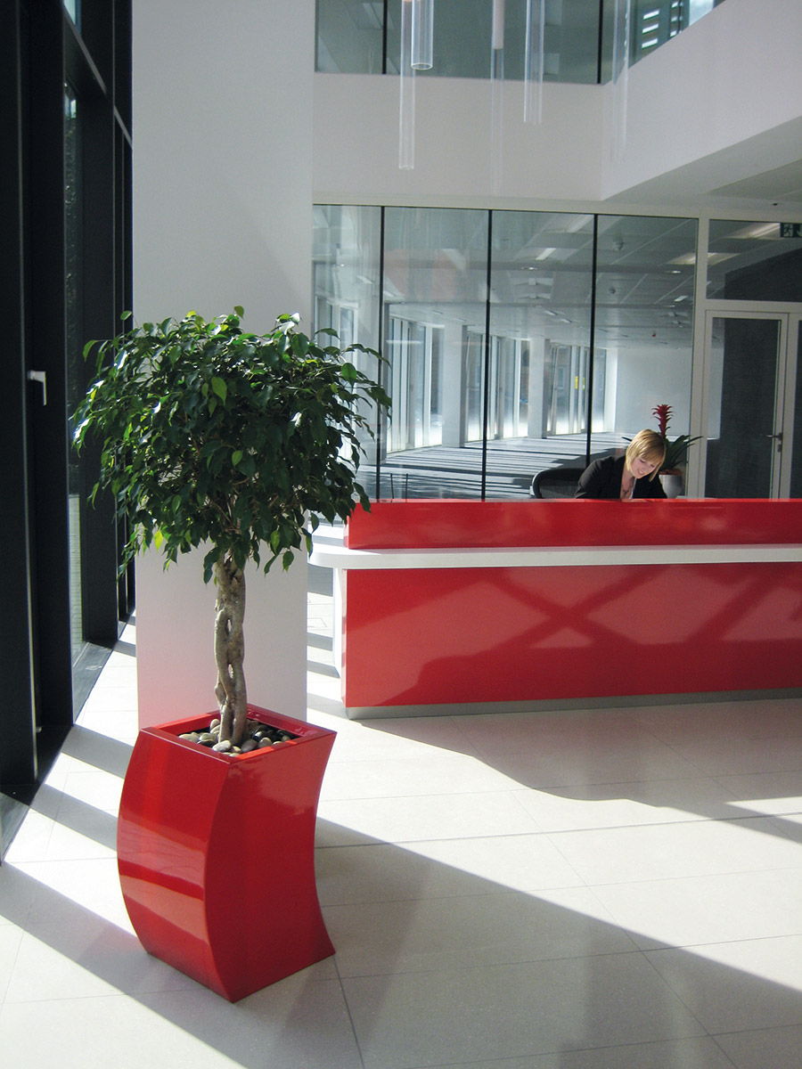 Braided Ficus In Curvy Marilyn Planter