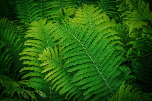 Fern Matteuccia Struthiopteris Tropical Fern Natur 2023 11 27 05 30 35 Utc