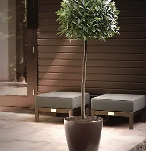 Bay Ball In Lechuza Classico Planter