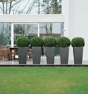 Buxus Ball In Lechuza Cubico Planter