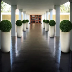 Buxus Ball In Ceramic Planter