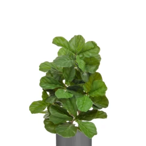 Fiddle Tree In Grey Stockholm Pot
