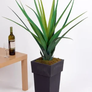 Green Aloe Llmo063