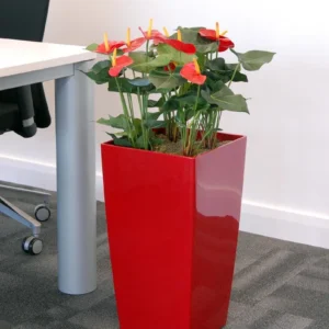 Red Anthurium 4 Le30 Scarlet