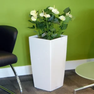 White Anthurium X 4 Le30 White