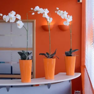 White Orchid Delta 21 Orange